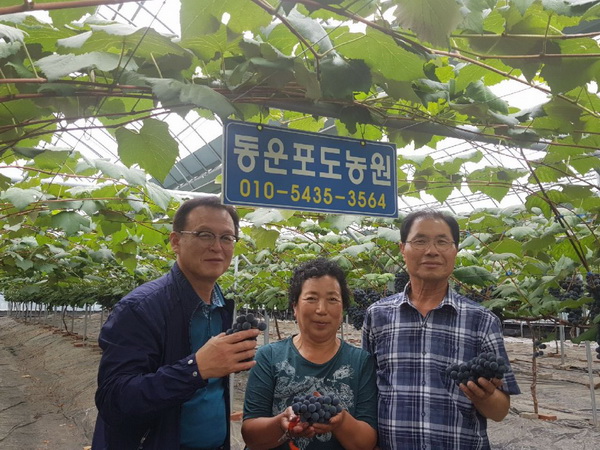 올해 첫 시설재배 사현포도 수확장면